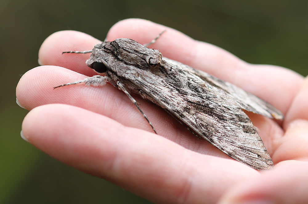 convolvulus hawk moth